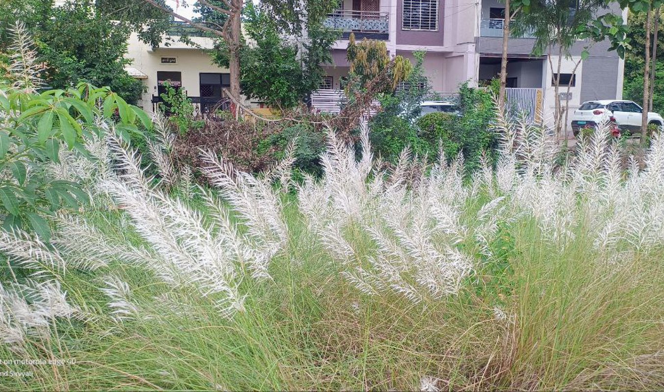 भादो मास में ही कांस फूलने लगे हैं।