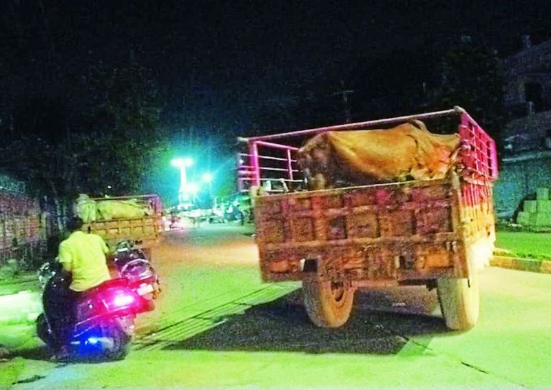 शनिवार की रात को 46 मवेशी, दो दिन पूर्व करीब 45 तथा इससे पहले करीब 30 मवेशियों को पकड$कर गोशाला भिजवाया गया है। नन्दी को रानीहेड़ा स्थित गोशाला में तथा गायों को माथना गोशाला में भिजवाया गया है।