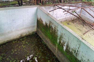 मलेरिया विभाग के टेंक में पनप रहे लार्वा-मच्छर।