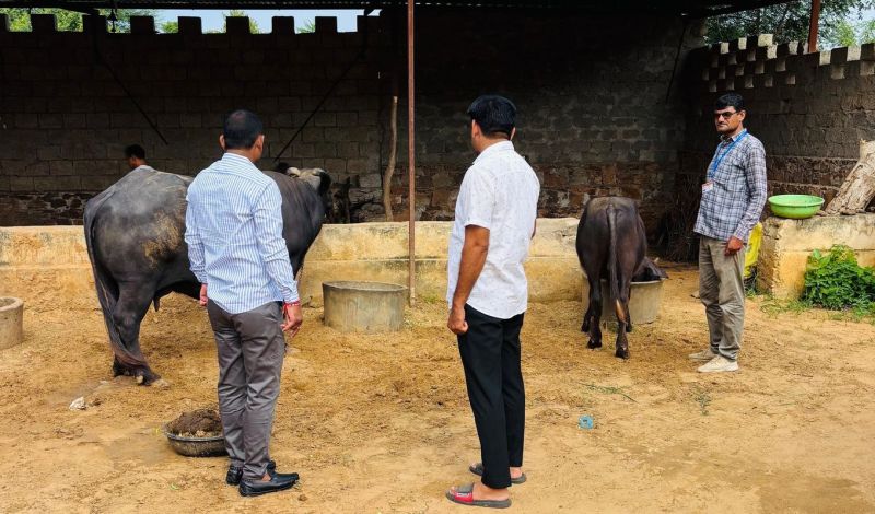 मवेशियों की जानकारी लेते हुए।