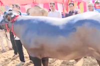 Sikar Cattle Fair