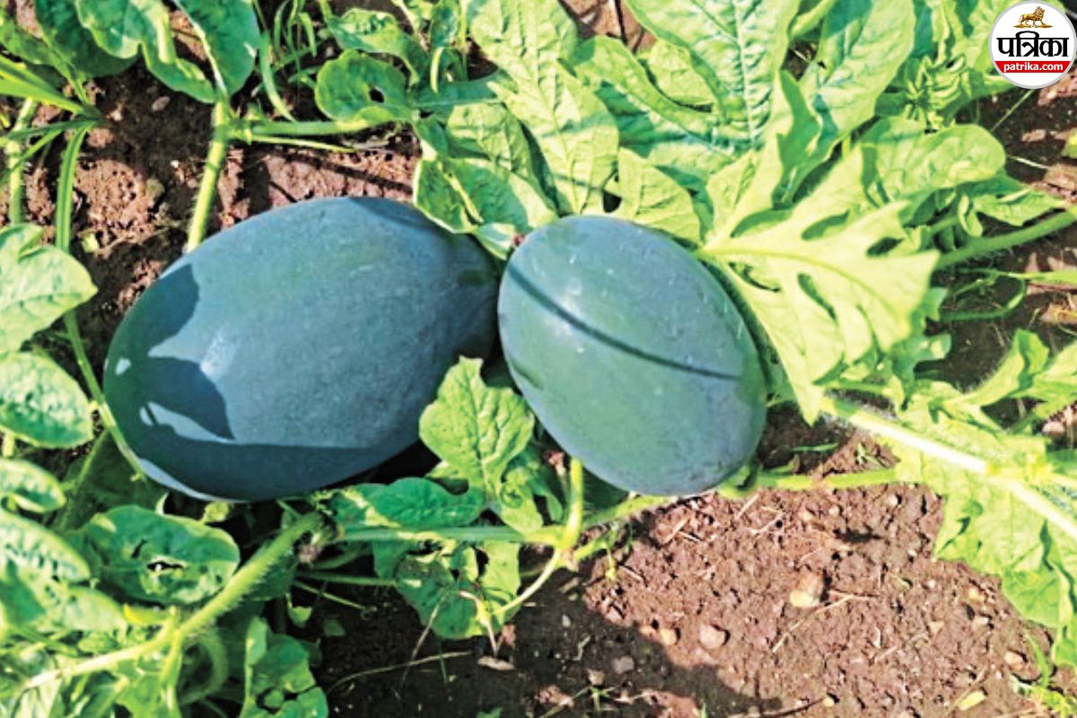 watermelon farming