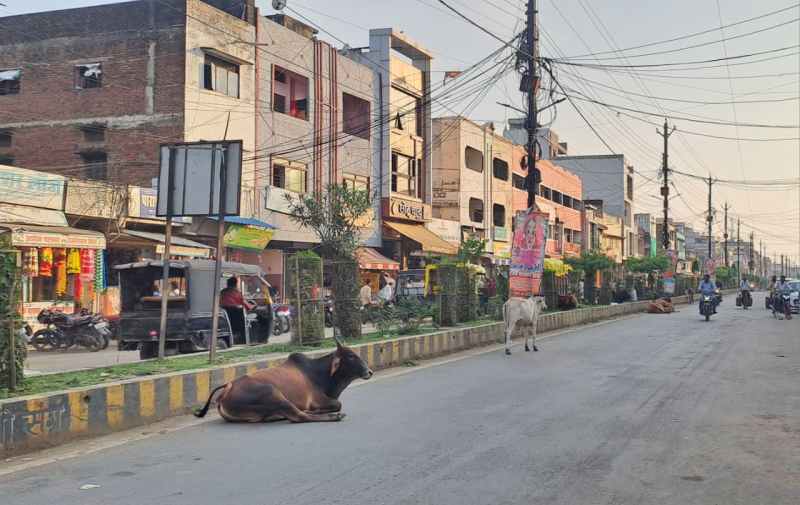 Even after the death of a person, the Municipal Corporation has no plan to catch stray cattle.