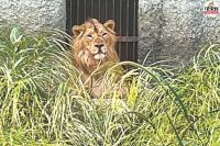 Jaipur Nahargarh Biological Park