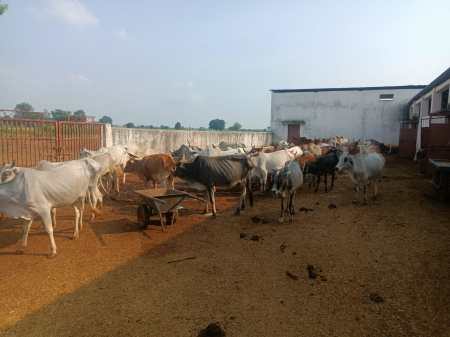 Three cow shelters have been built in the block, with a capacity of only 300, resulting in cattle sitting on the road.
