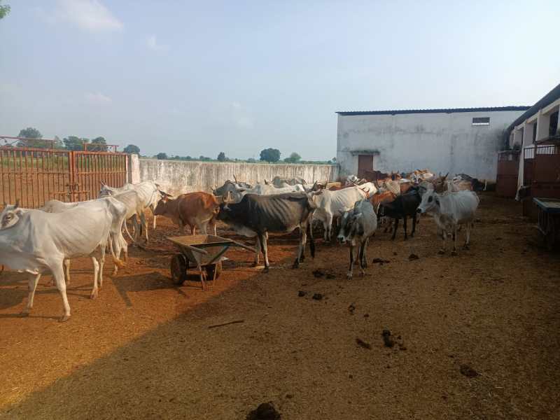 Three cow shelters have been built in the block, with a capacity of only 300, resulting in cattle sitting on the road.