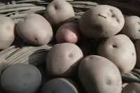 नवरात्र में नकली आलू का कारोबार उजागर, लखनऊ मंडी से 46 बोरी जब्त (फोटो सोर्स : Whatsapp)