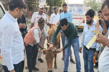 निराश्रित पशुओं के बांधे रिफ्लेक्टर, ताकि न हों दुर्घटनाएं Tie reflectors to stray animals to prevent accidents.