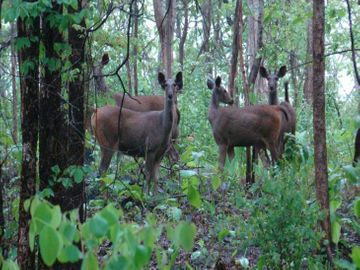 CG Tourism: उदंती सीतानदी टाइगर रिजर्व पहुंचा पर्यटकों का दल, प्रकृति का दिखा दुर्लभ नजारा, देखें तस्वीरें 
