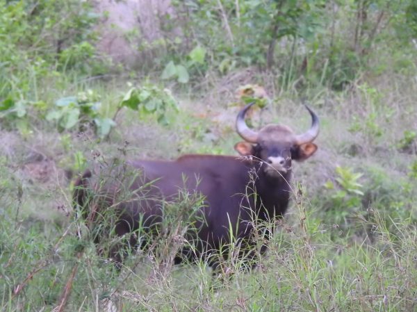 CG Tourism: उदंती सीतानदी टाइगर रिजर्व पहुंचा पर्यटकों का दल, प्रकृति का दिखा दुर्लभ नजारा, देखें तस्वीरें 
