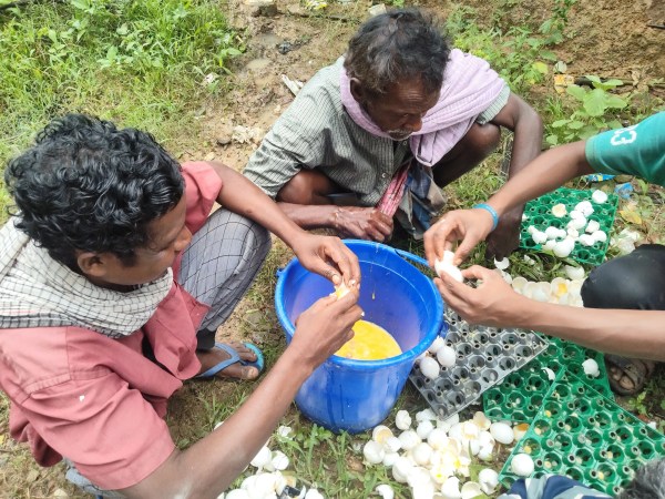 सड़क पर पलटी अंडों से भरी पिकअप, ग्रामीणों ने लूट लिए हजारों अंडे, देखें फोटो 
