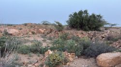 डायनासोर के जीवाश्मों पर अवैध खनन का मंडराता खतरा - image