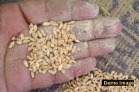 insect infested Wheat PDS ration shops tikamgarh mp news