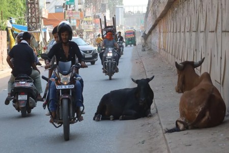 सडक़ों पर खुलेआम घूम रही मौत, निराश्रित जानवरों से सडक़ पर चलना मुश्किल Death roaming freely on the streets, it is difficult to walk on the road due to destitute animals
