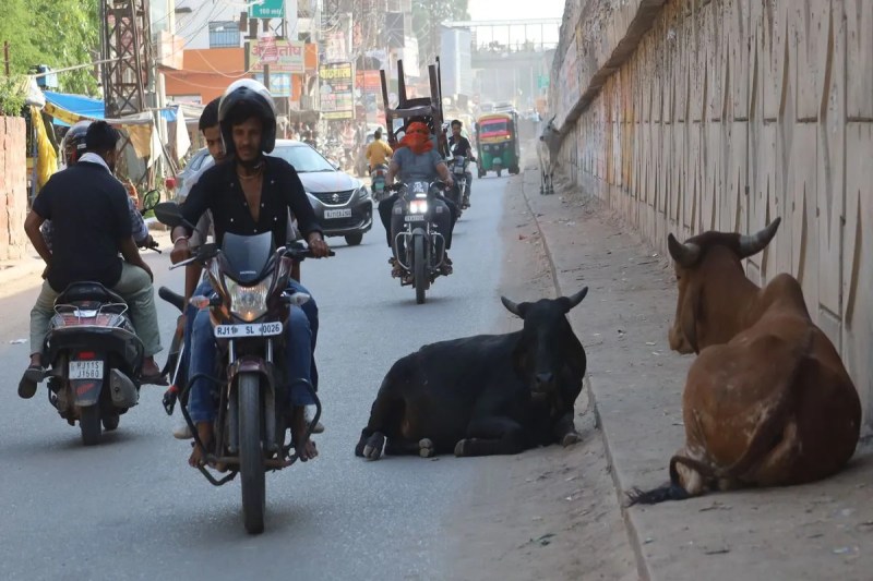 सडक़ों पर खुलेआम घूम रही मौत, निराश्रित जानवरों से सडक़ पर चलना मुश्किल Death roaming freely on the streets, it is difficult to walk on the road due to destitute animals