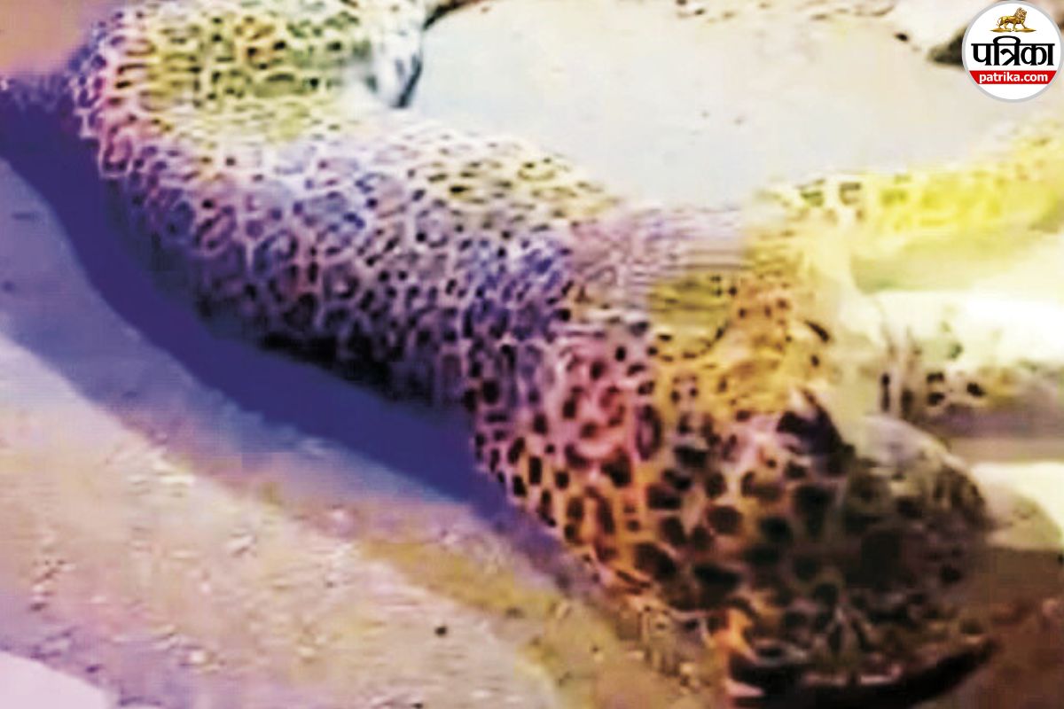 Panther dies