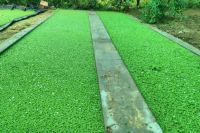 Azolla-Farming