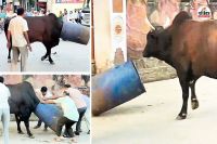 Rajasthan Blue drum is once again in news people saved bull life