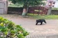 Bears panic in city