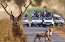 Tiger Safari in MP tiger reseves Mobile banned