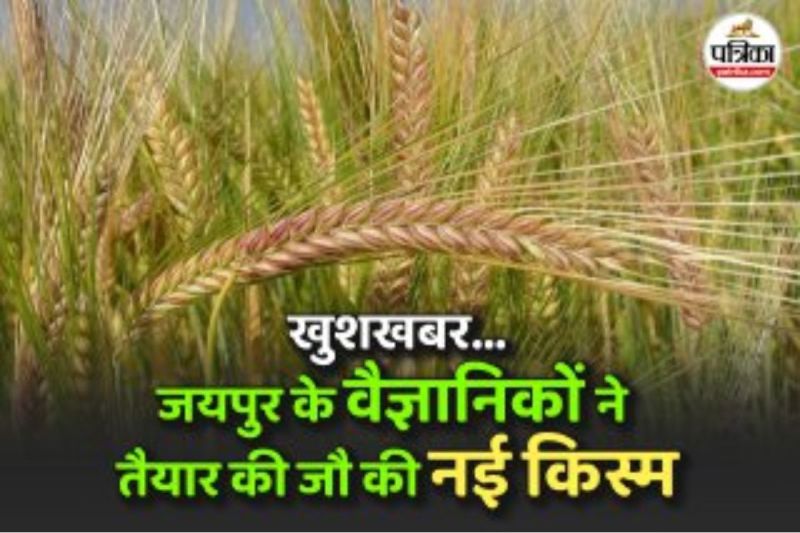 Good News Jaipur Scientists have Developed a Barley New Variety RD 3064