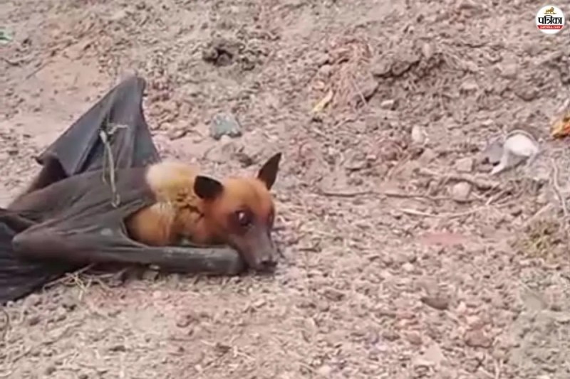 Big Bats found in Bhilwara