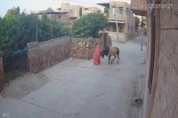 Bull attack in Jodhpur
