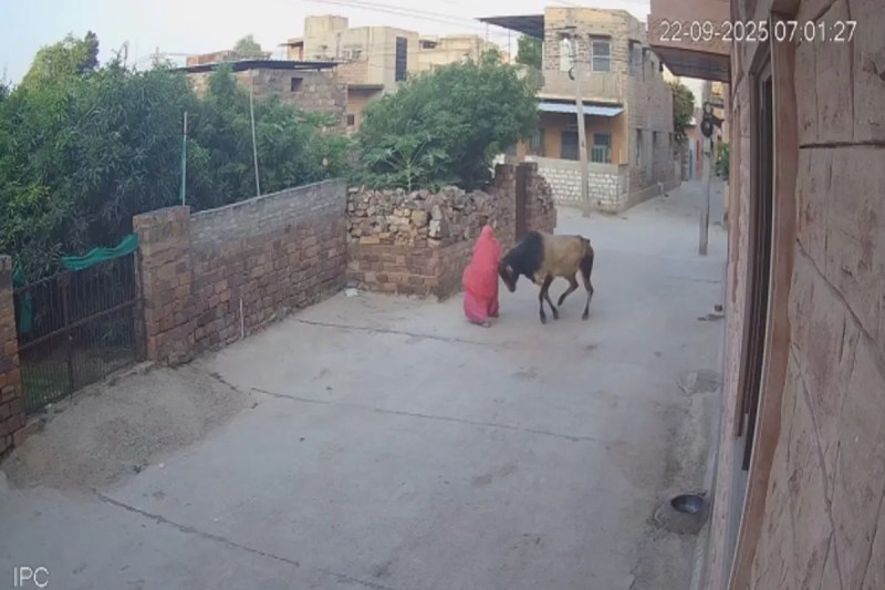 Bull attack in Jodhpur