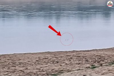 Chambal river crocodile