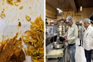Cockroach in Biryani