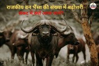 राजकीय पशु वन भैंसा (फोटो सोर्स- पत्रिका)