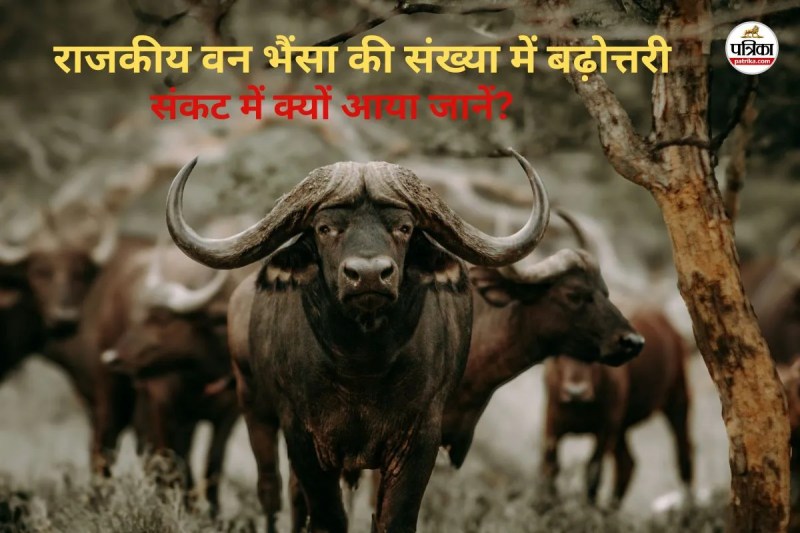राजकीय पशु वन भैंसा (फोटो सोर्स- पत्रिका)