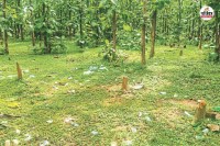 हरित पट्टी पर संकट (फोटो सोर्स- pexels)