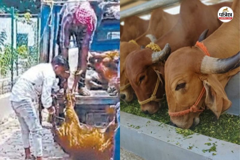 गोठान में भूख-प्यास से आधा दर्जन गायों की मौत (फोटो सोर्स- पत्रिका)