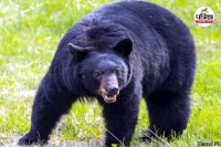 भालुओं का जानलेवा हम (Photo source- Patrika)