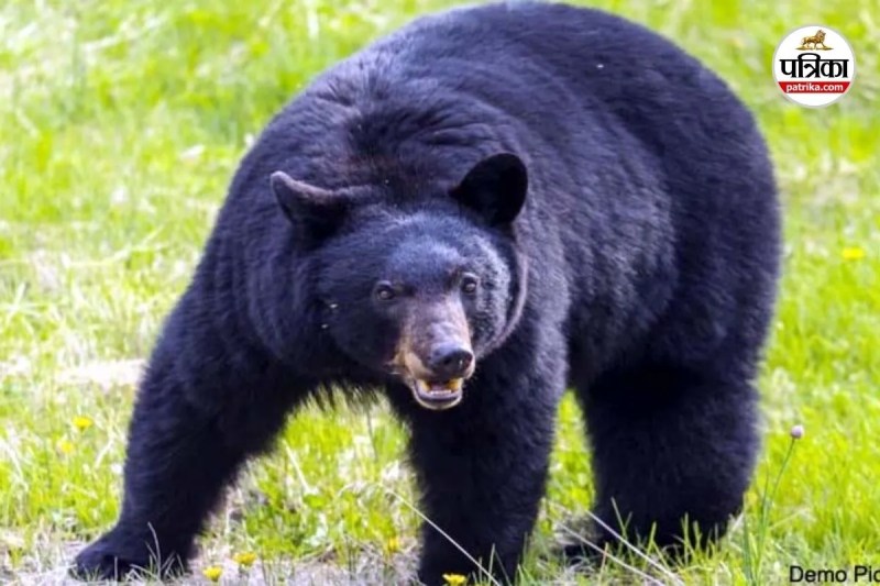 भालुओं का जानलेवा हम (Photo source- Patrika)