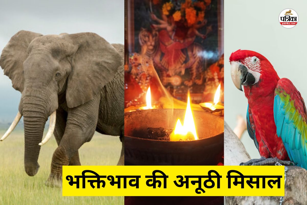 धमतरी में भक्ति और करुणा का अद्भुत संगम: मां दुर्गा के चरणों में पालतू जानवरों के नाम से जल रही मनोकामना ज्योत, हर तरफ हो रही चर्चा