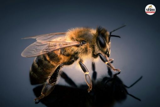 मधुमक्खियों का हमला (फोटो सोर्स- Unsplash)