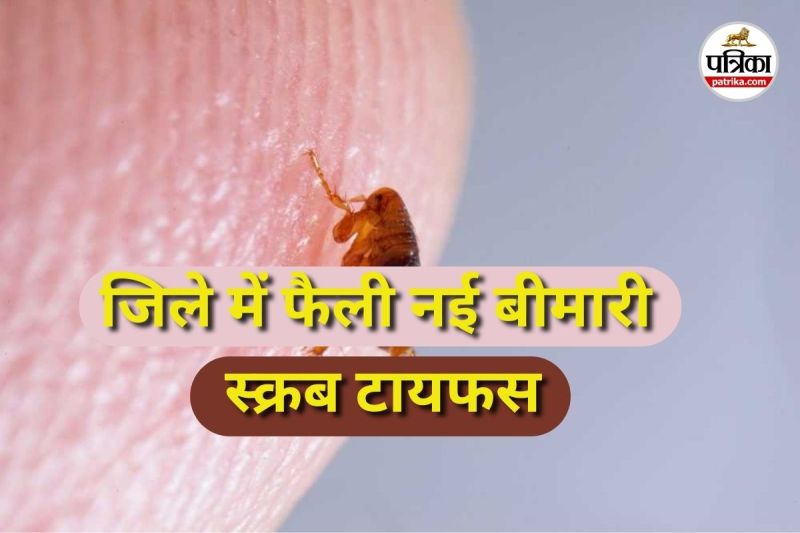 स्क्रब टायफस ने पसारे पांव (Photo source- Patrika)