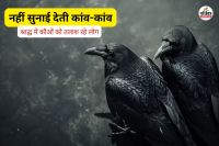 नहीं सुनाई देती कांव-कांव (फोटो सोर्स- पत्रिका)