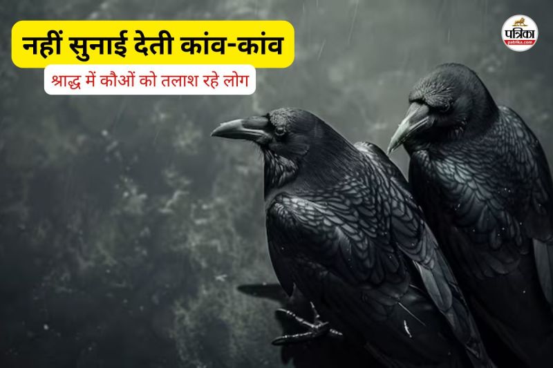 नहीं सुनाई देती कांव-कांव (फोटो सोर्स- पत्रिका)