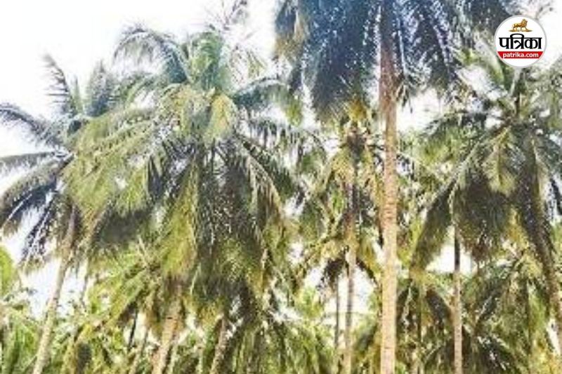 Coconut Production in Kondagaon (Photo source- Patrika)