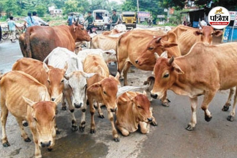 तेज रफ्तार का कहर (Photo source- Patrika)