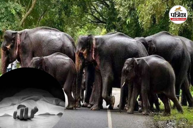 Elephant Attack (Photo source- Patrika)