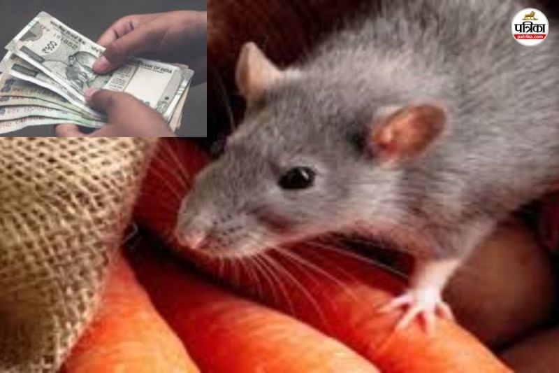 बिलों से बिल तक, आंबेडकर अस्पताल में चूहों का आतंक, कुतर डाले 20 लाख रुपए...(photo-patrika)