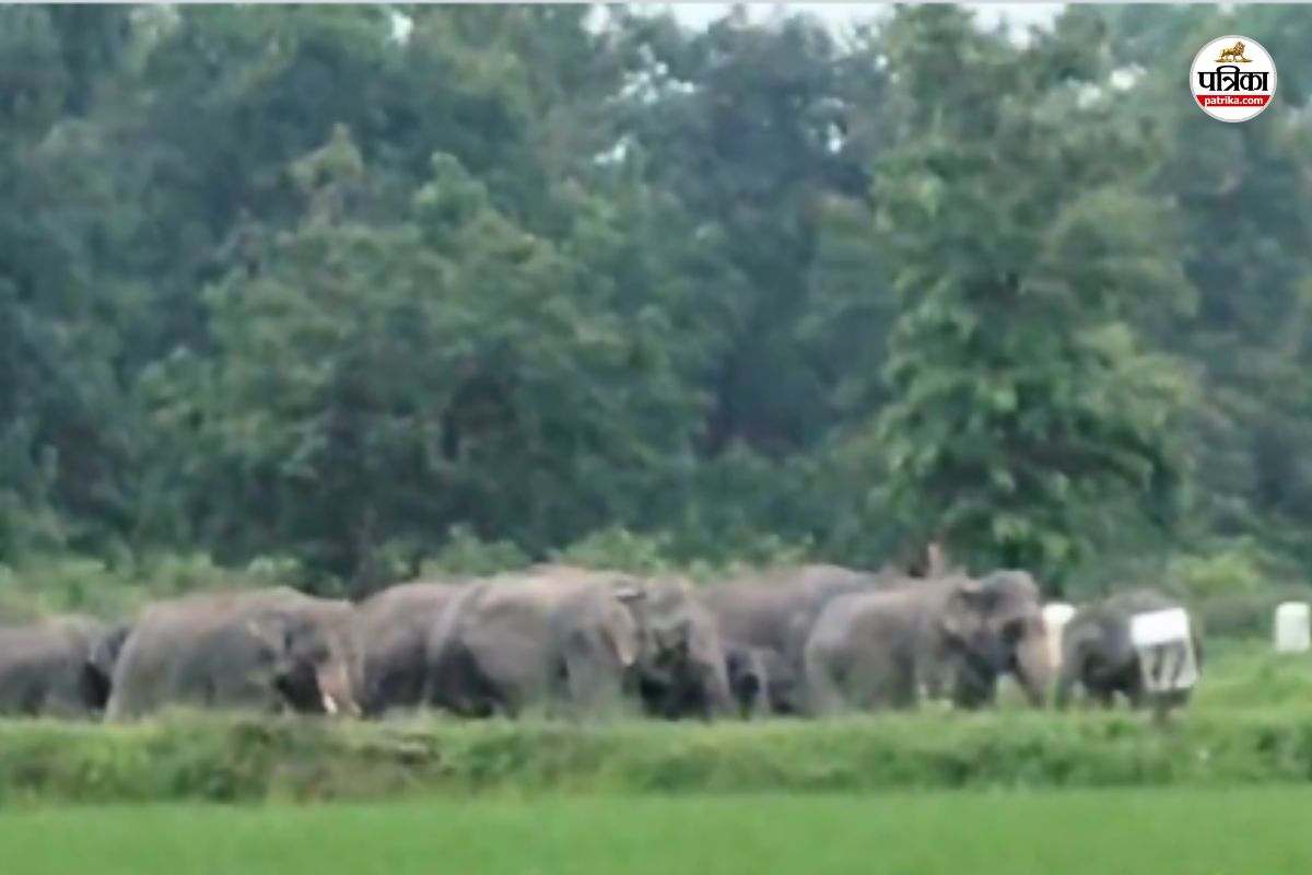 कोरबा में हाथियों का आतंक, किसानों की सैकड़ों एकड़ फसल तबाह, देखें VIDEO