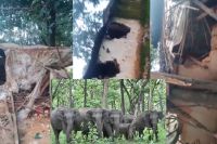 कोरबा में हाथियों का आतंक (Photo source- Patrika)