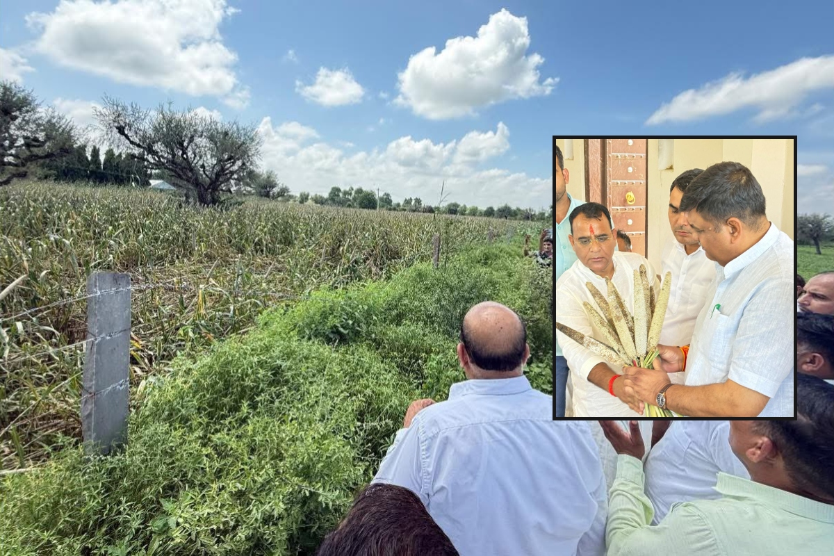 Crop damaged due to heavy rain in Sikar