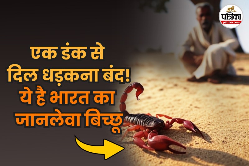 Dangerous Scorpion, Khatarnak bichhu, Indian red scorpion, highly potent venom,