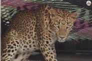 Dungarpur Panther